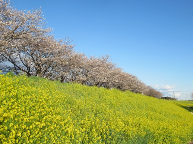 桜　早乙女　五月女